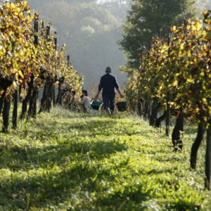 Grandes vinos de Bordeaux