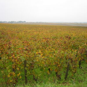 Grandes Vinos de Borgoña